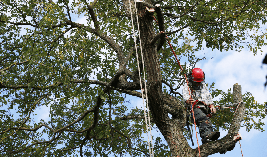Tree Trimming